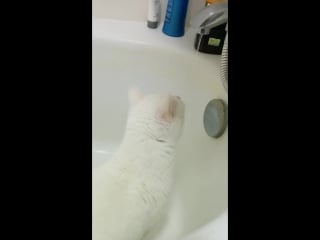 Saphira trying to hunt water dropping