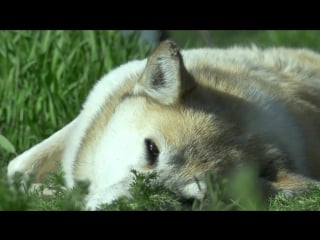 Камчатка / kamchatka / 2016