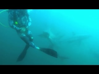 Scuba diver gets in the way of charging shark (1)