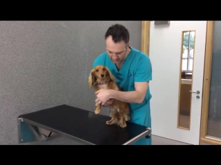 Examining the smaller dog⁄cat for unusual lumps and bumps by fitzpatrick referrals