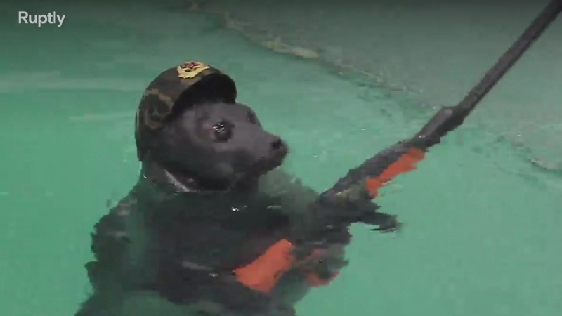 В иркутске нерп подготовили ко дню победы