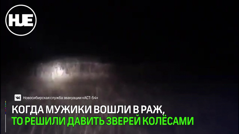 В сибири охотники давили колесами уаза стаю кабанов