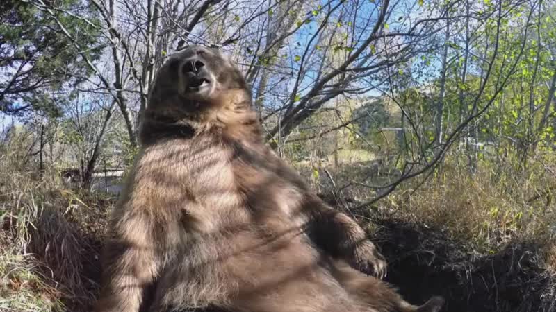 Блээт