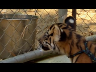 Cubs meet adult tiger for the first time tigers about the house bbc