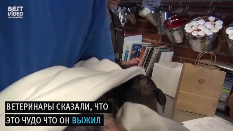 Неравнодушные люди и брошенный щенок