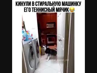 Smeshnoe video btwjoezgu y mp4