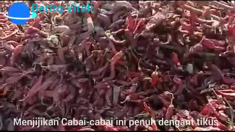 Info kesihatan basuh cili kering sampai bersih sebelum di masak kerana dikhuatiri ada kencing tikus yg sgt membahayakan