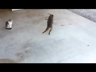 Енот ворует у котов