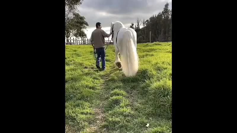 Лошади и верховая езда