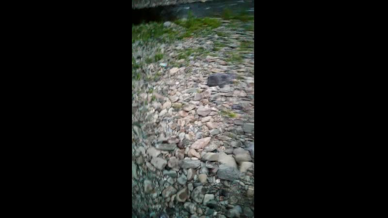 🌊 под мостом в алтайском бежит речушка🌊 тёплая 😎 систая👌