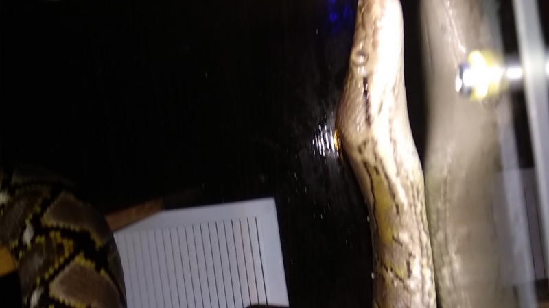 Зевс и гера