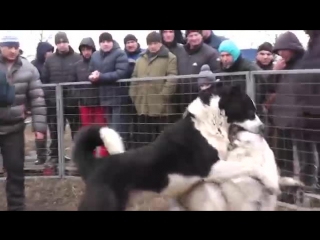 Чемпионат россии город курск турецкий кангал алош протев чемпиона каазкого волкодава абрэк