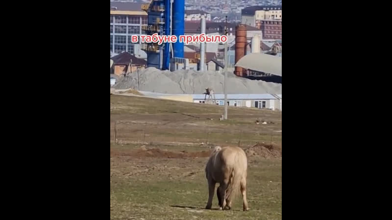 В табуне прибыло