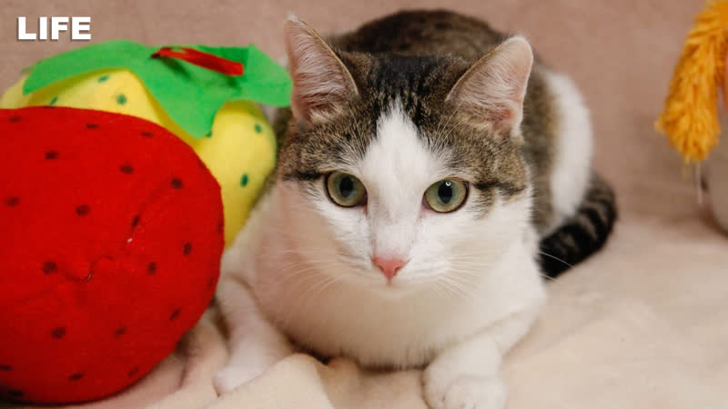 Угрожает школьнице за то, что она кастрировала его кота