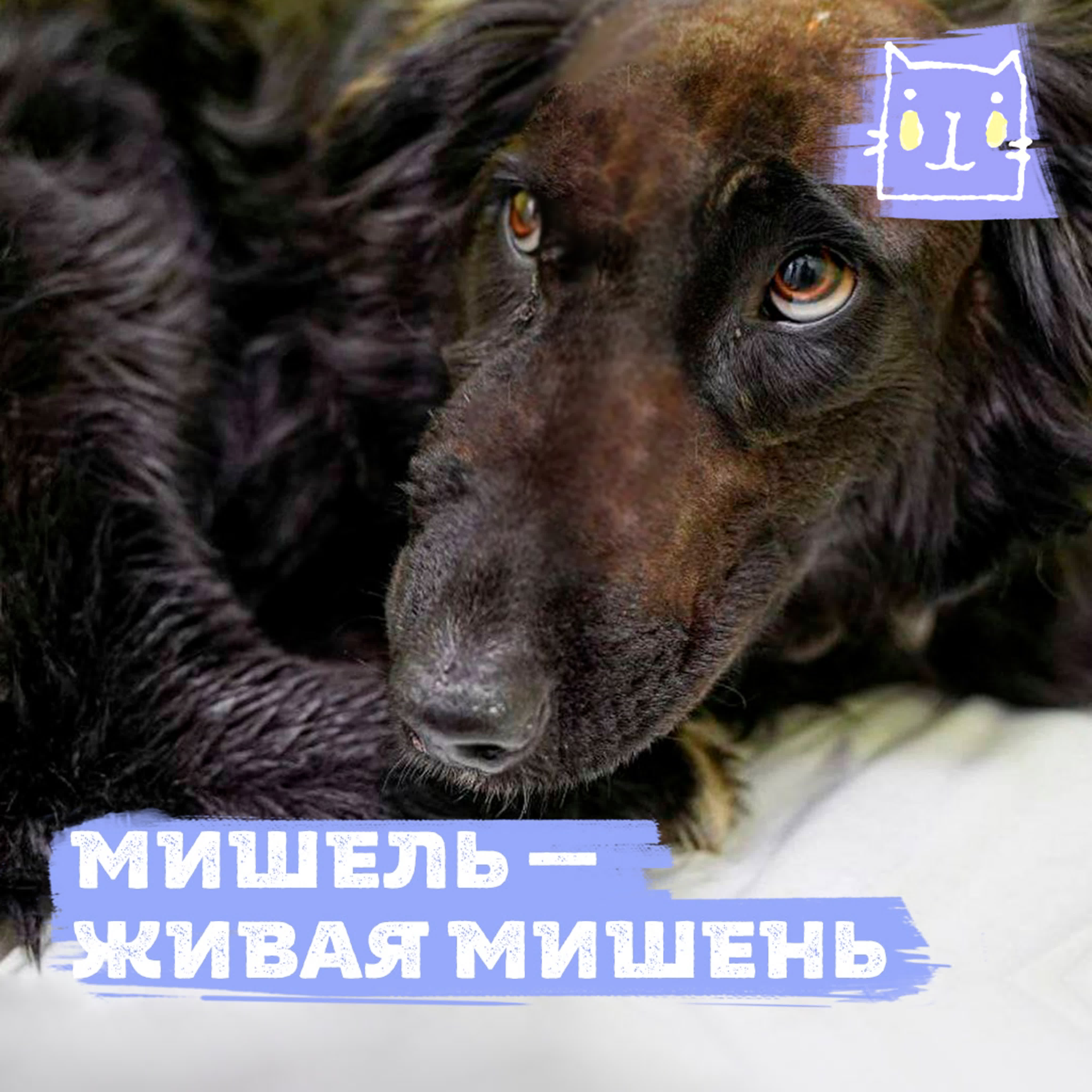 A woman staring intently at a dog with lustful eyes