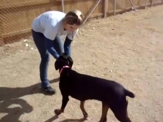 Most dangerous baby doberman pet dog training