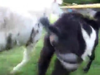 Колокольчик динь динь динь