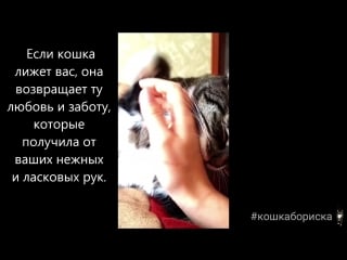 #кошкабориска почемку кошка лижет руки