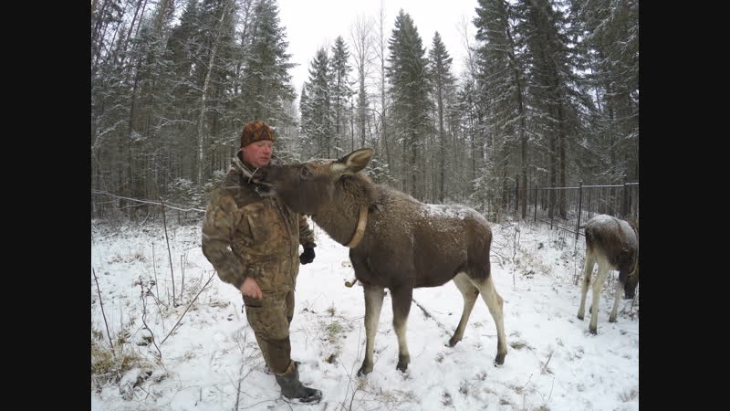 "детишки" этнопарка лосята моня и муля
