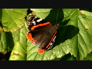 Polish lepidoptera