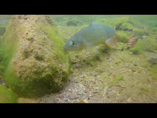 Fly fishing wet fly grayling