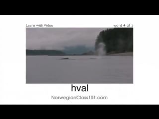 Norsk med video have a whale of a time
