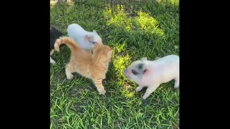 Засланный казачок