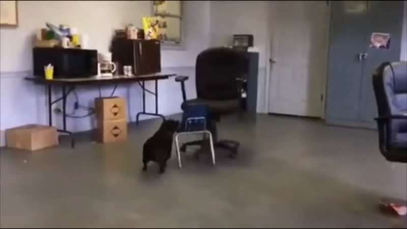 Гениальный пёсель