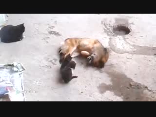 Кошка показывает котят своему другу