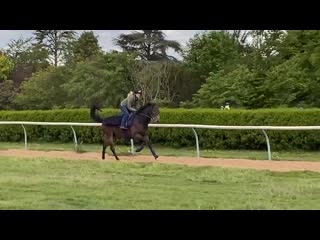 18 years young and still bucking his way through work the tin man!