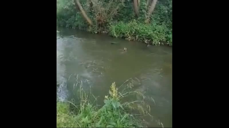 Натравил молодые на бобра