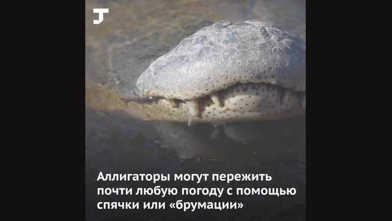 В северной каролине крокодилы вмёрзли в лёд и уснули