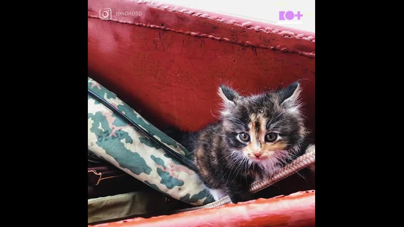 Спасение молодые от наводнения в амурской области