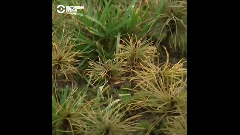 Кедровый питомник в калининграде