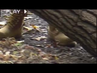 Vip katarsis video instagram promotion in "timberland"!