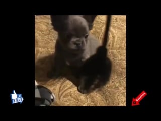 Funny cute french bulldog videos compilation 2017