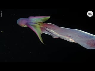 Rare rainbow blanket octopuses caught on camera in the phillippines