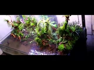 Bima x vegan video 1551858798061 mp4