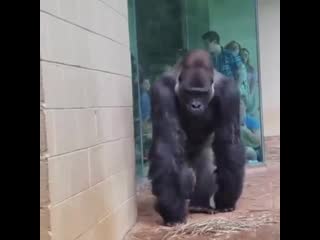 Гориллы и дождь