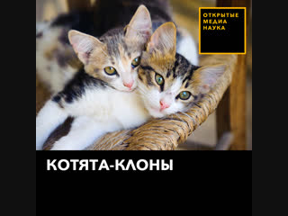 Коты клоны