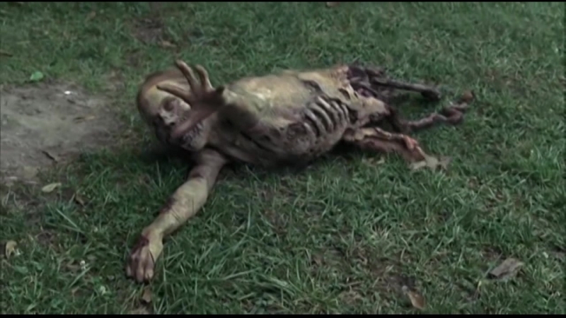 Multifandom between angels and insects