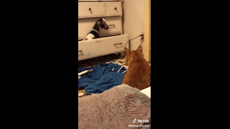 Опачки | fanny