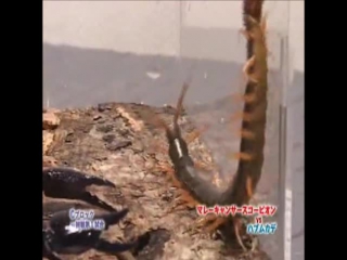 Скорпион против сколопендры (scorpion vs centipede)