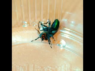 Small phidippus regius vs big fly