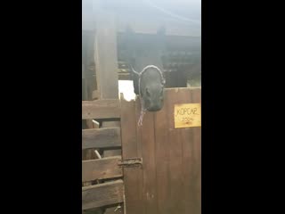 Частная конюшня идальго лазаревское,арчи