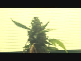 Summer of haze jessica lp teaser