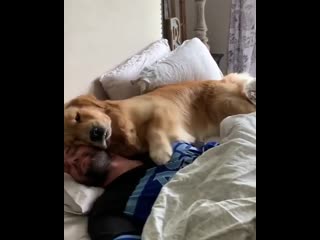 Woof mp4