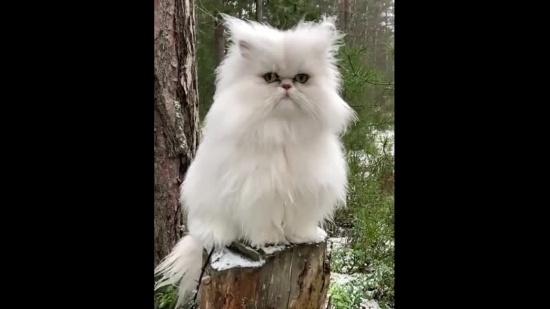 Домовенок в лесу)