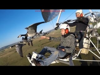 Amazing fligts with birds on board a microlight christian moullec avec ses oiseaux