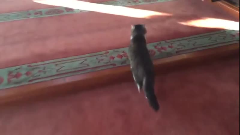 The imam at a mosque in turkey lets a mother cat bring in her entire litter to be cared for